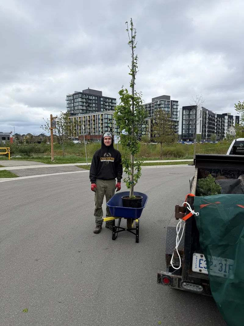 Crew member wheeling a young tree from the trailer to the planting position.