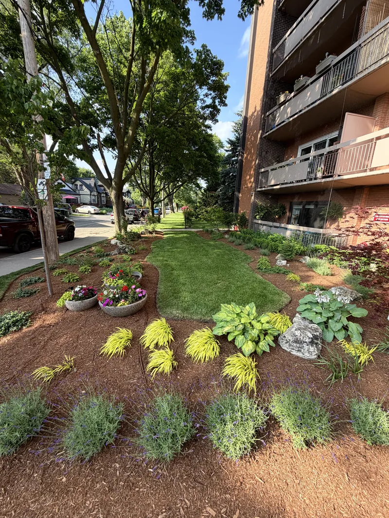 Mature planted beds with hostas, Japanese maple and annuals, freshly mulched and edged against a mown lawn.