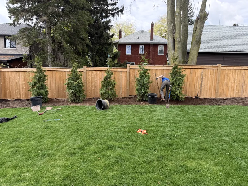 Cedar hedge going in along a fence line, holes dug and stock staged.