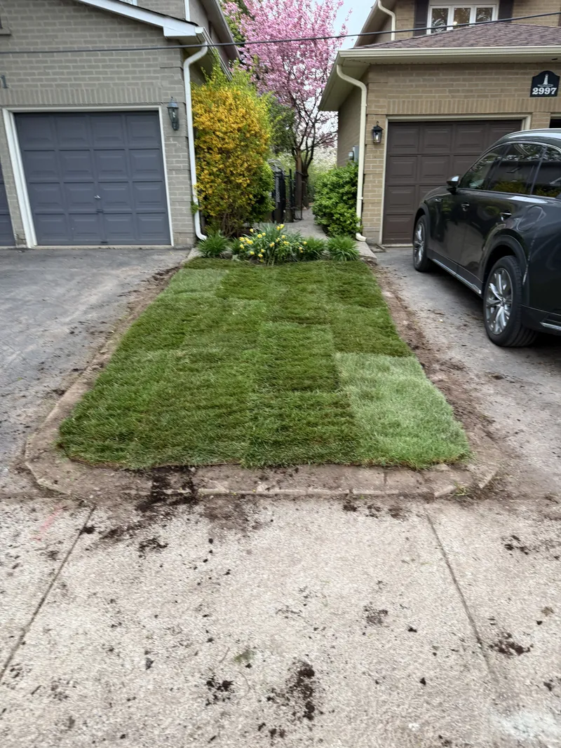Fresh sod strip laid beside a driveway, seams knitted tight.