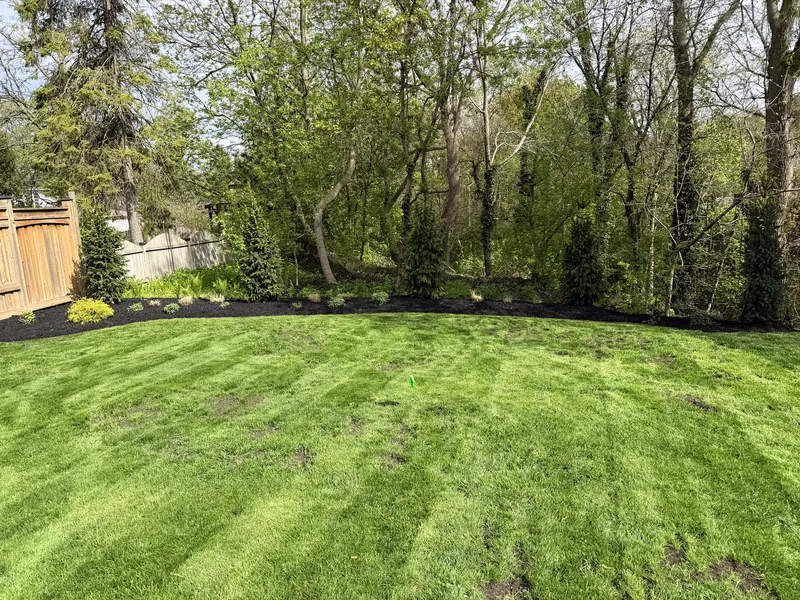 Freshly laid sod striped by the roller, edged against a dark mulch bed and a row of young cedars.